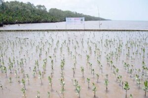 Proyek penanaman bibit mangrove di Desa Sungai Kupah, Kabupaten Kubu Raya, Kalimantan Barat.