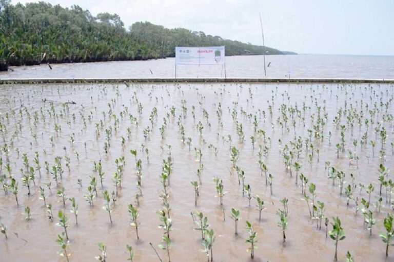 Proyek penanaman bibit mangrove di Desa Sungai Kupah, Kabupaten Kubu Raya, Kalimantan Barat.