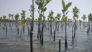 ilustrasi penanaman pohon mangrove, sumber foto: Istimewa