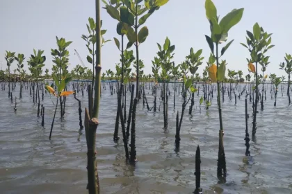 ilustrasi penanaman pohon mangrove, sumber foto: Istimewa
