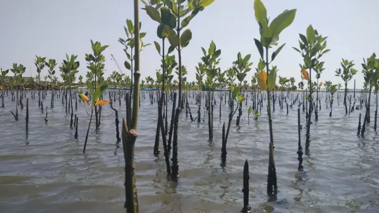 ilustrasi penanaman pohon mangrove, sumber foto: Istimewa