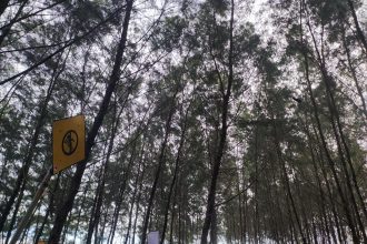 Pohon cemara di tepi pantai. Dok. Kolom Desa/HA.