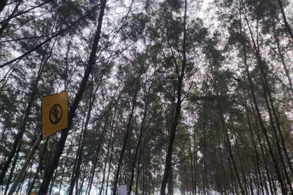 Pohon cemara di tepi pantai. Dok. Kolom Desa/HA.
