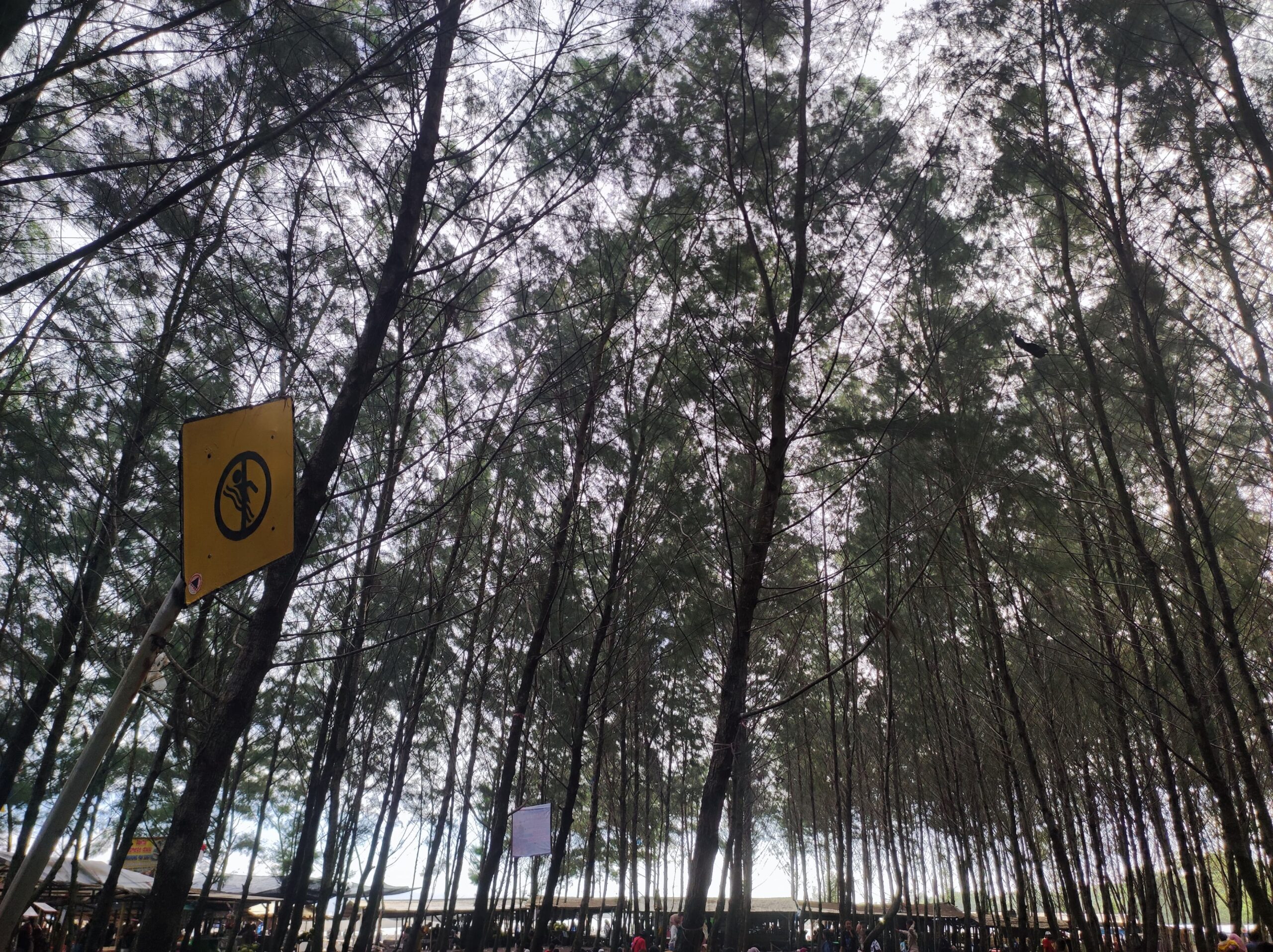 Pohon cemara di tepi pantai. Dok. Kolom Desa/HA.