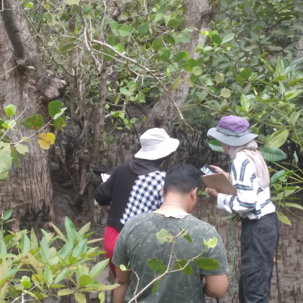 Wisatawan sedang mengikuti edukasi penanaman Hutan Bakau, di Desa Wisata Sungai Hutan Bakau. Sumber Foto : Dok. Pokdarwis Bakau Lestari.