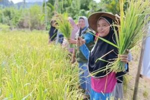 Pemerintah Kabupaten Halmahera Tengah (Halteng) mengembangkan lumbung pangan dari produksi pertanian untuk memastikan ketahanan pangan di wilayah tersebut, Sumber Foto: Dok. Warta Tidore