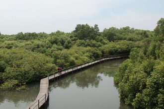Keindahan wisata Bakau di Indonesia. Sumber foto : www.godnewsfromindonesia.com