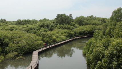 Wisata Hutan Mangrove Desa Sungai Bakau, Habitat Primata Monyet dan Kelasi
