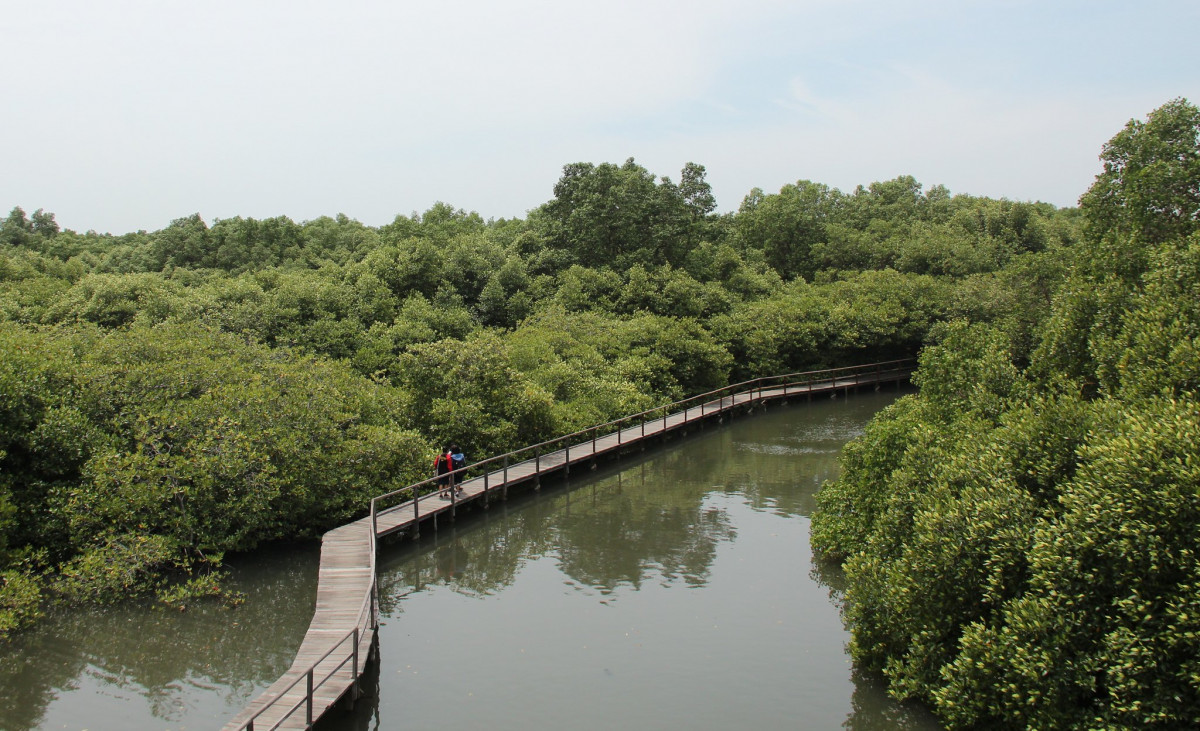 Wisata Hutan Mangrove Desa Sungai Bakau, Habitat Primata Monyet dan ...