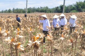 keterangan foto: Presiden Jokowi saat melakukan kunjungan kerja di Gorontalo, sumber foto: Istimewa