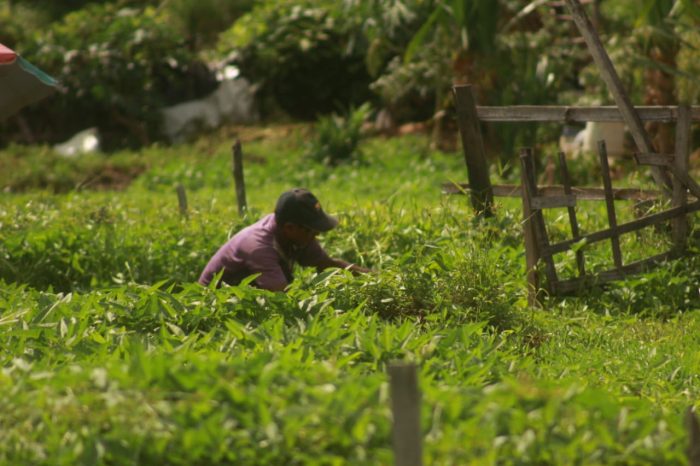 Petani Kangkung di Kelurahan Fitu, foto: Dok. Halmaherapost.com