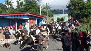 Ratusan warga saat menyiapkan ternak sapinya untuk diarak keliling kampung pada acara Lebaran Ketupat di Desa Sruni. Foto ANTARA/Bambang Dwi Marwoto