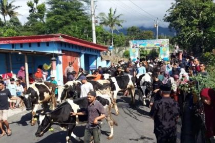 Ratusan warga saat menyiapkan ternak sapinya untuk diarak keliling kampung pada acara Lebaran Ketupat di Desa Sruni. Foto ANTARA/Bambang Dwi Marwoto