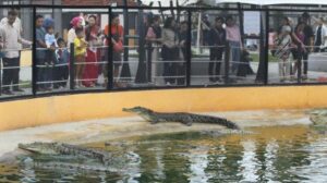 Terlihat ramai pengunjung kolam Penangkaran Buaya Asam Kumbang pasca direnovasi. Sumber foto: medan.tribunnews.com