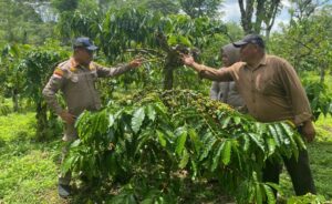 Kepala Karantina Sumatera Selatan Kostan Manalu didampingi Ketua Tim Karantina Tumbuhan Anita Setyawati tinjau langsung perkebunan kopi dan warehouse di Pagaralam. Sumber foto: beritapagi.co.id