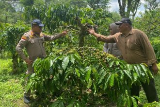 Kepala Karantina Sumatera Selatan Kostan Manalu didampingi Ketua Tim Karantina Tumbuhan Anita Setyawati tinjau langsung perkebunan kopi dan warehouse di Pagaralam. Sumber foto: beritapagi.co.id
