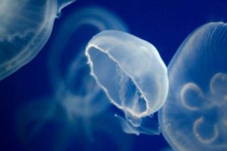 Ubur-ubur Desa Sungsang. Sumber foto: sumsel.suara.com