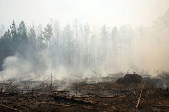 Ilustrasi Perambahan Pohon di Hutan, Sumber Foto: istock
