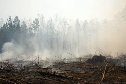 Ilustrasi Perambahan Pohon di Hutan, Sumber Foto: istock