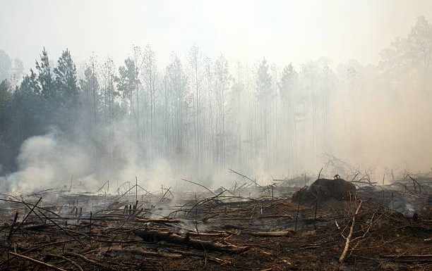 Ilustrasi Perambahan Pohon di Hutan, Sumber Foto: istock