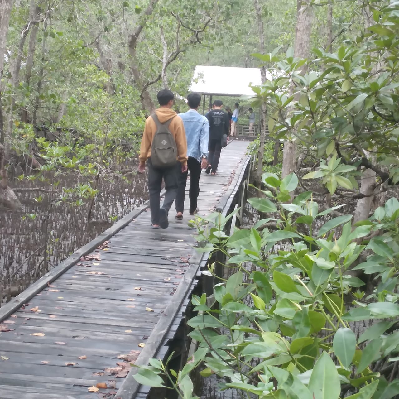 Wisatawan berjalan menyusuri Hutan Bakau di Desa Wisata Sungai Hutan Bakau. Sumber foto : Pokdarwis Bakau Lestari.