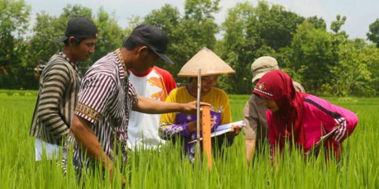 Kelompok Tani Bersatu melakukan uji coba teknologi tanam padi apung untuk pertama kalinya di Desa Sungai Buluh, Kabupaten Hulu Sungai Tengah.