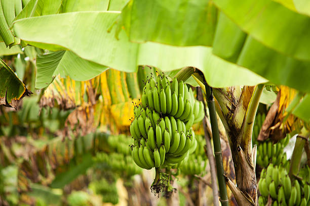 ilustrasi pisang cavendish, sumber foto: Istock