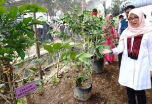 Bupati Banyuwangi Ipuk Fiestiandani melihat bibit kopi saat menjalankan program Bupati Ngantor di Desa (Bunga Desa) di Desa Banyuarnyar. Foto : Beritajatim.com