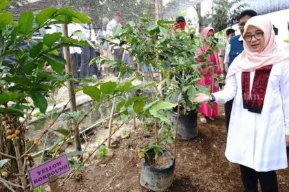 Bupati Banyuwangi Ipuk Fiestiandani melihat bibit kopi saat menjalankan program Bupati Ngantor di Desa (Bunga Desa) di Desa Banyuarnyar. Foto : Beritajatim.com