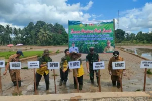 Pj Bupati Tabalong bersama Dandim 1008/Tabalong Letkol Inf Budi Galih dan para pihak terkait melakukan tanam perdana padi IP 200.