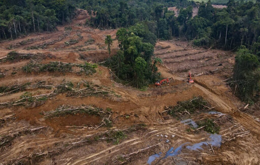 Salah satu penampakan hutan Papua yang mulai gundul, Sumber Foto: Dok. Pusaka.or.id