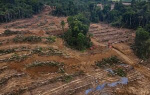 Salah satu penampakan hutan Papua yang mulai gundul, Sumber Foto: Dok. Pusaka.or.id