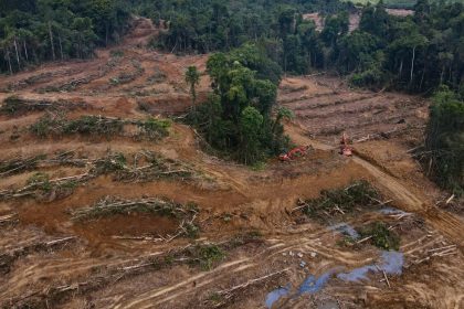 Salah satu penampakan hutan Papua yang mulai gundul, Sumber Foto: Dok. Pusaka.or.id