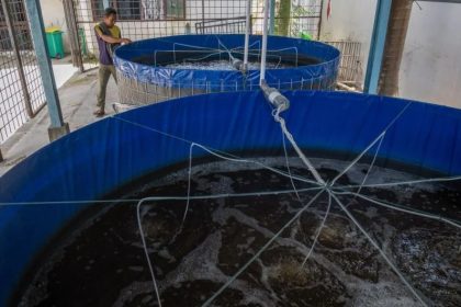 Ilustrasi budidaya perikanan sistem bioflok.