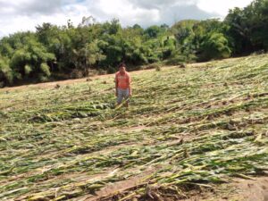 Lahan pertanian jagung yang diterjang banjir bandang di Desa Negeri Agung. Sumber foto: okuselatan.disway.id