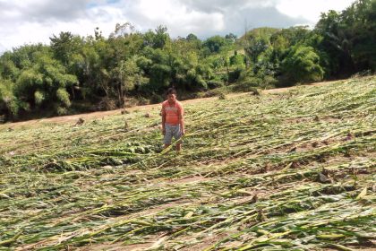 Lahan pertanian jagung yang diterjang banjir bandang di Desa Negeri Agung. Sumber foto: okuselatan.disway.id