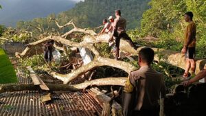 Pohon tumbang akibat angin kencang yang menimpa empat banguna termasuk Kantor Desa Jangga Toruan, Kecamatan Lumbanjulu, Kabupaten Toba. Sumber foto: news.okezone.com