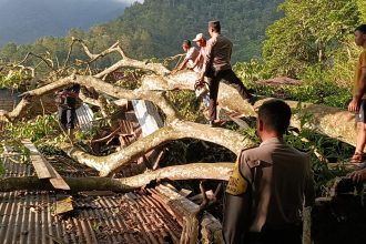 Pohon tumbang akibat angin kencang yang menimpa empat banguna termasuk Kantor Desa Jangga Toruan, Kecamatan Lumbanjulu, Kabupaten Toba. Sumber foto: news.okezone.com