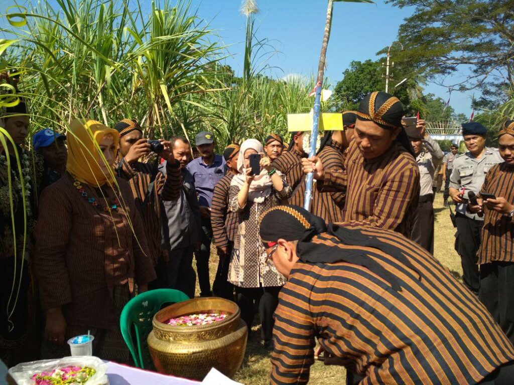 Tradisi Unik Petik Tebu Manten Awal Musim Giling Pabrik Gula. Sumber Foto: Twitter Radio Elshinta