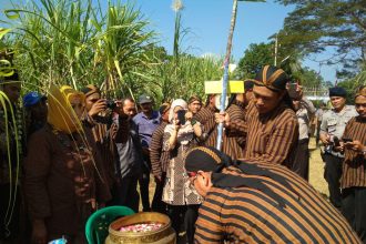 Tradisi Unik Petik Tebu Manten Awal Musim Giling Pabrik Gula. Sumber Foto: Twitter Radio Elshinta