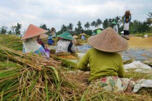 Ilustrasi petani memanen padi, Sumber Foto: Istock