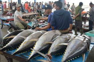 Koperasi Ikan Tuna di Biak, Sumber Foto: Dok, Koran Jakarta