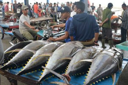 Koperasi Ikan Tuna di Biak, Sumber Foto: Dok, Koran Jakarta