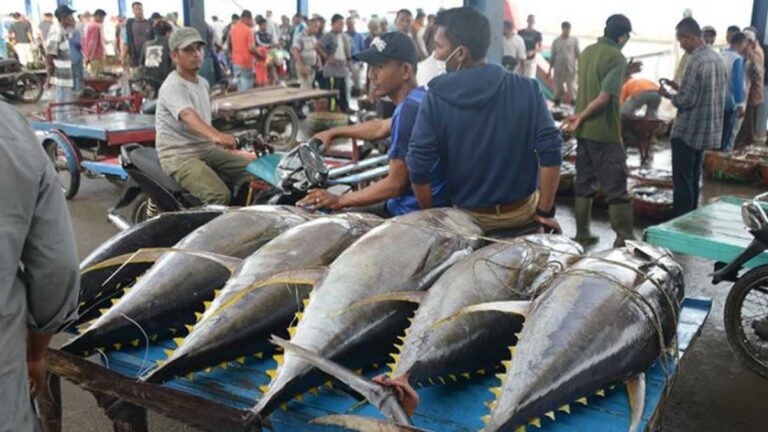 Koperasi Ikan Tuna di Biak, Sumber Foto: Dok, Koran Jakarta