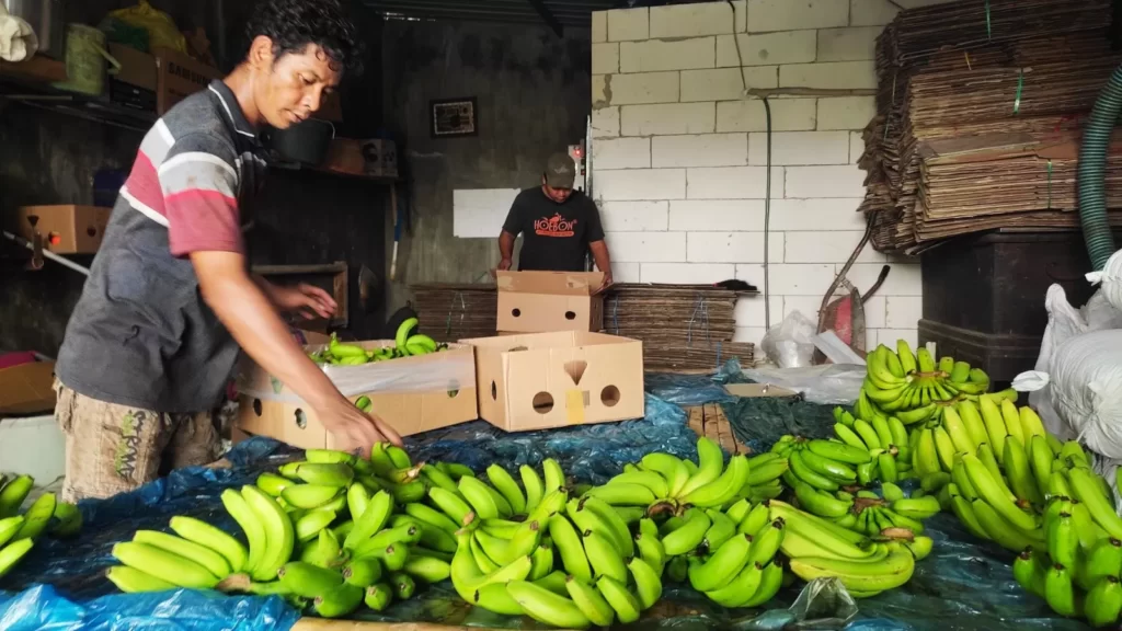 Inovasi Pertanian Unggulan Desa Kalipuro Tembus Pangsa Mancanegara. Sumber; beritamojokerto.com