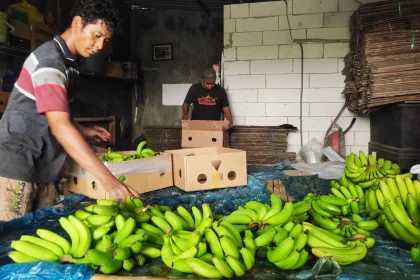 Inovasi Pertanian Unggulan Desa Kalipuro Tembus Pangsa Mancanegara. Sumber; beritamojokerto.com