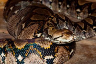 keterangan foto: ular piton, sumber foto: Istock