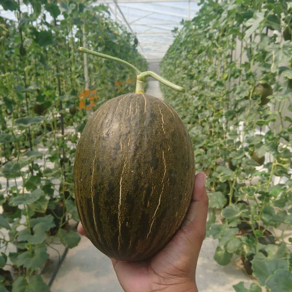 Desa Bansari dan Inovasi Pertaniannya: Smart Farming Melon Premium dan Penggunaan Teknologi IoT