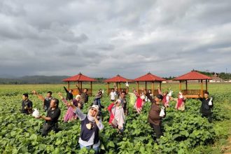 Taman anggur ini merupakan salah satu unit usaha BUM Desa Kridha Manunggal Jaya. Sumber foto: website resmi desamegulungkidul.