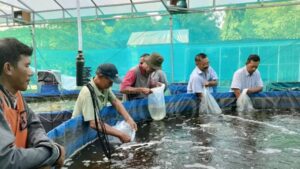 Pemdes Sooko menggagas usaha kebun sayur hidroponik dan budi daya ikan air tawar untuk menjaga ketahanan pangan. Sumber : indah/jprm